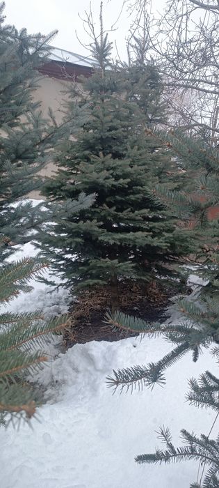 Ёлки голубые и зелёные продам