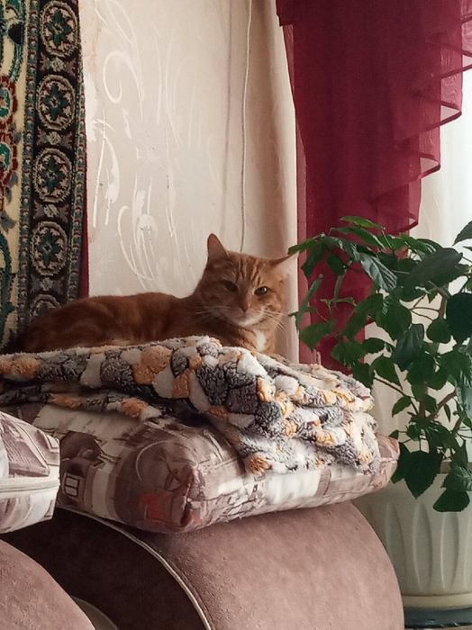 Отдам в хорошие руки