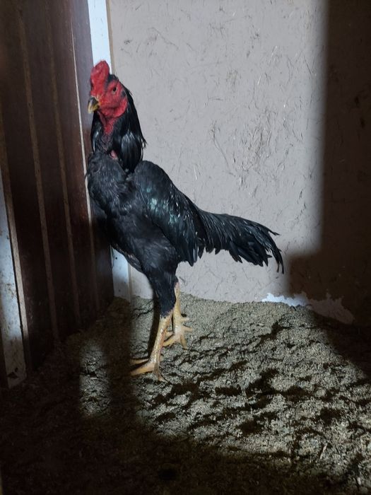 Yanvarda chiqan juja sotiladi