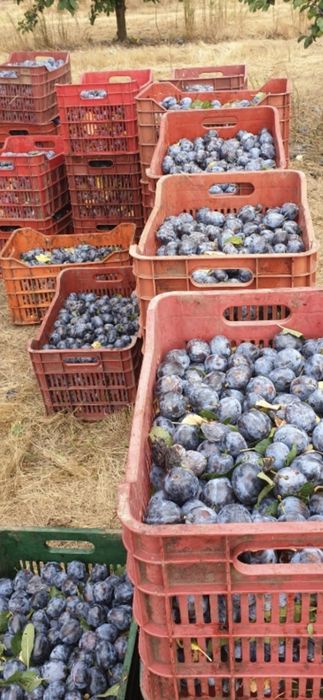 Prune de calitate superioară pentru țuică – recoltă proaspătă