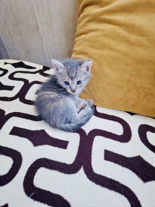 Отдам котят, мальчики, 1,5 мес