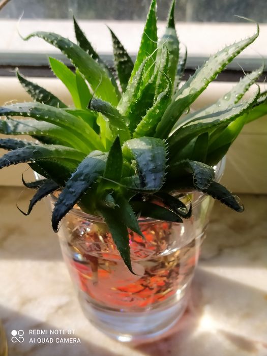 Алое Аристата - розетка