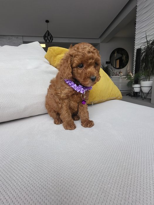 Poodle red Fci pedigree