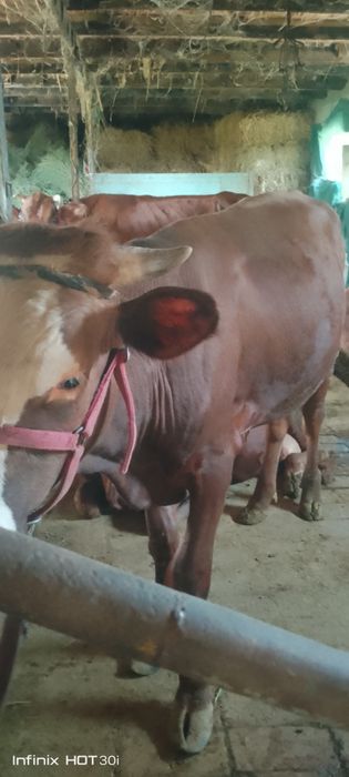 Jigar xoʻkiz sotiladi