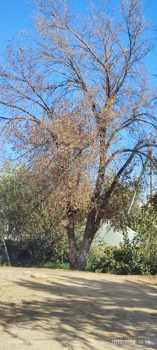 Oʻtin narvon sotiladi  kasishga ruxsat olib baraman kasib olib getasi