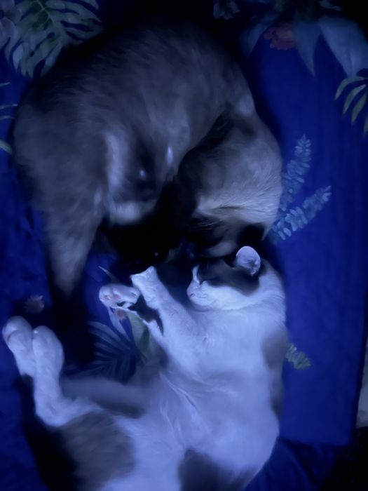 Отдам в добрые  руки