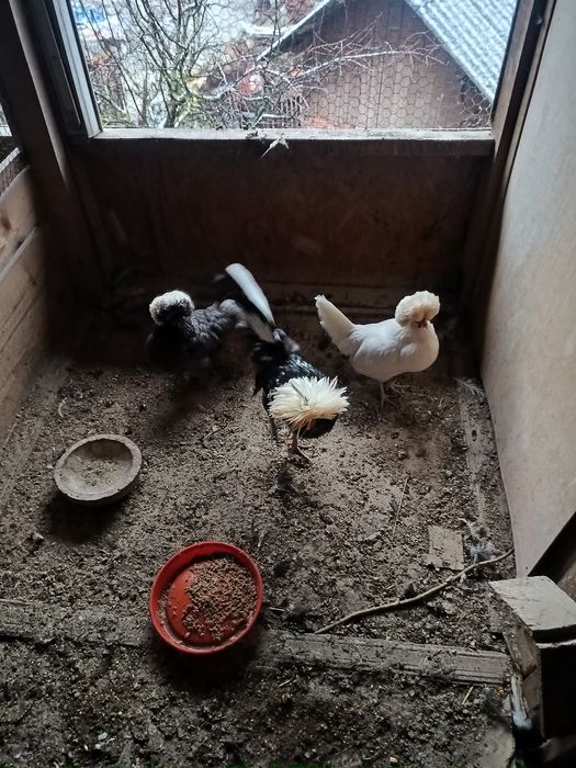 Oua motata olandeza!