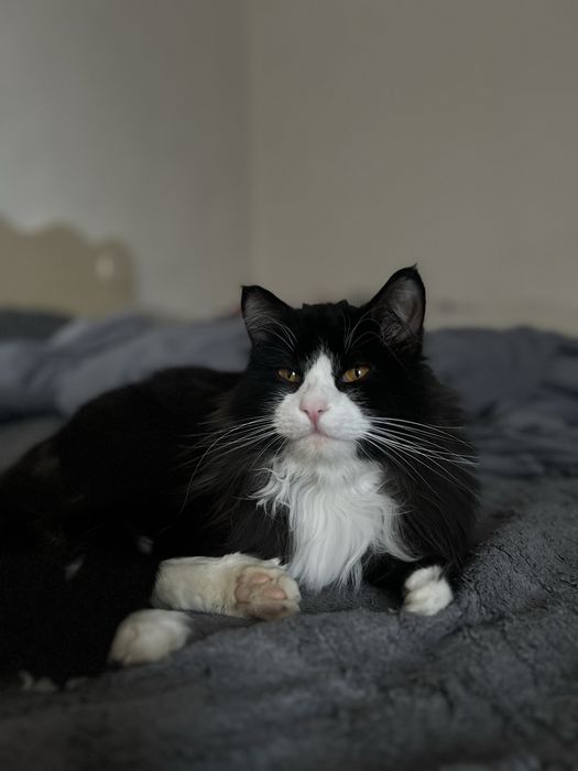 отдам в добрые руки котика