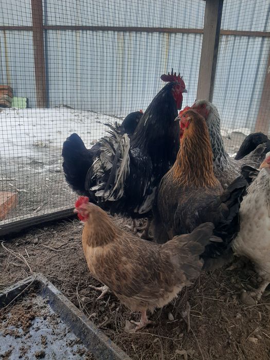 Продам куры домашние