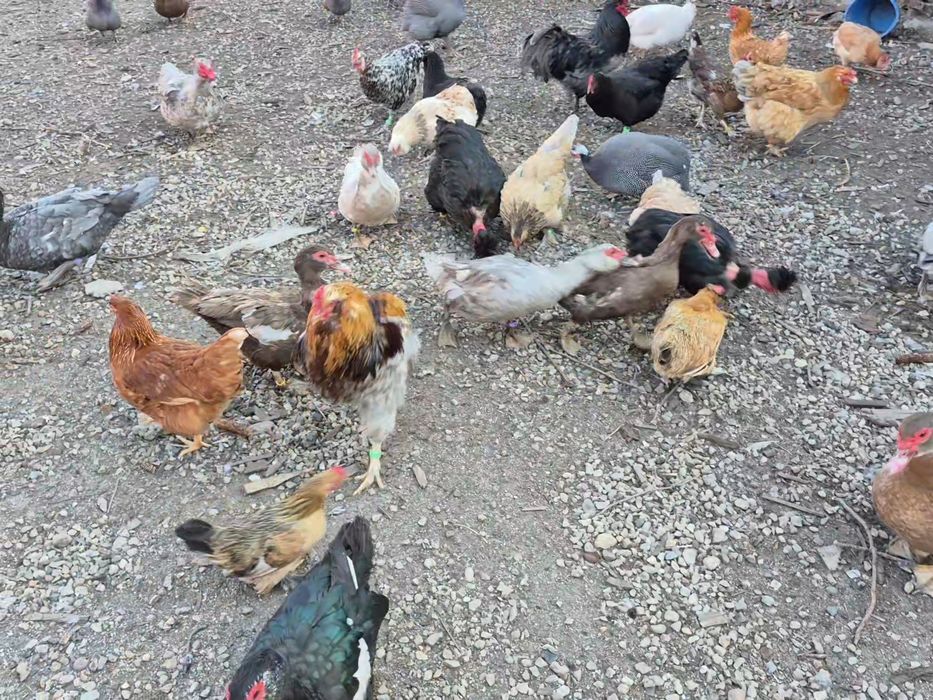 Oua de incubat gaini diferite rase
