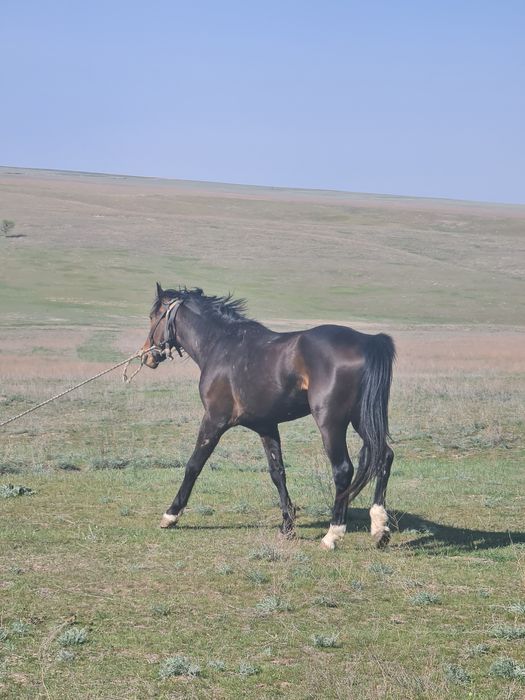 Продам коня 4 годовалый