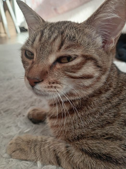 потерялось кошка