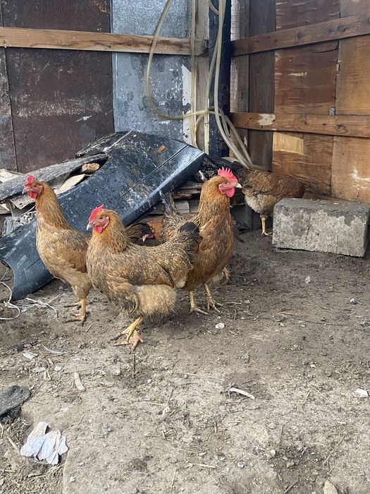 Кучинский куры  продам