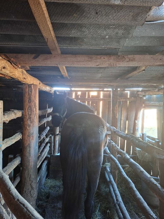 Продам табунный жеребец