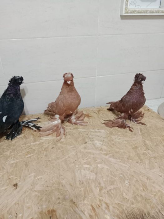 Продам   голубей