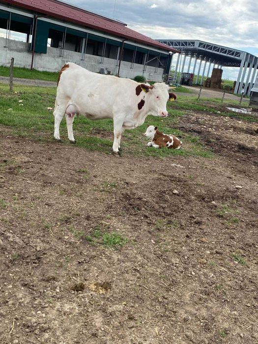 De vanzare lot de vaci !