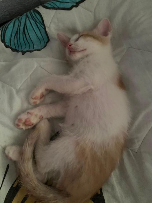 Котята девочки1111