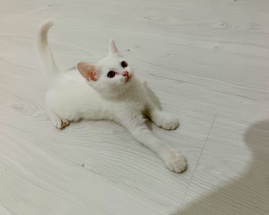 Зотдор пишик сотилади