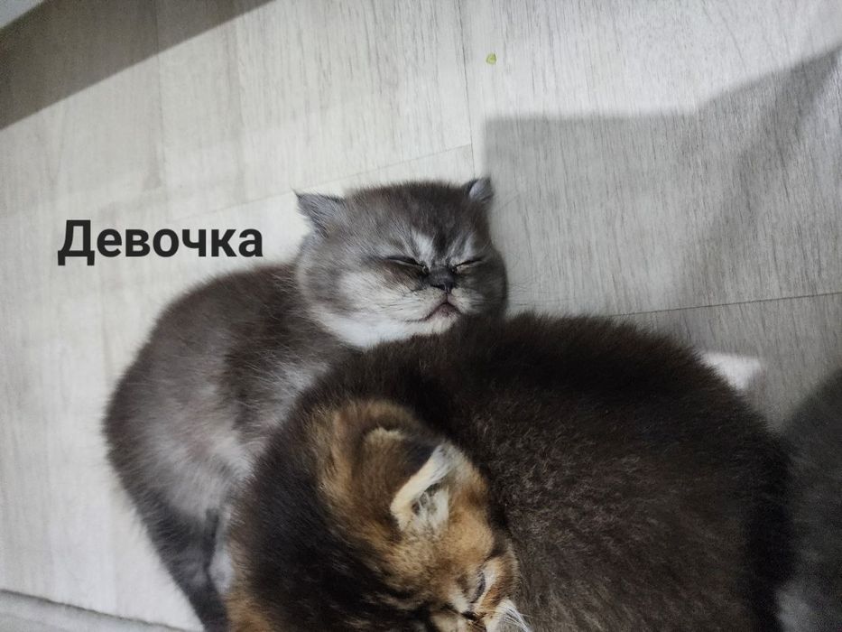 Продаётся милые котята