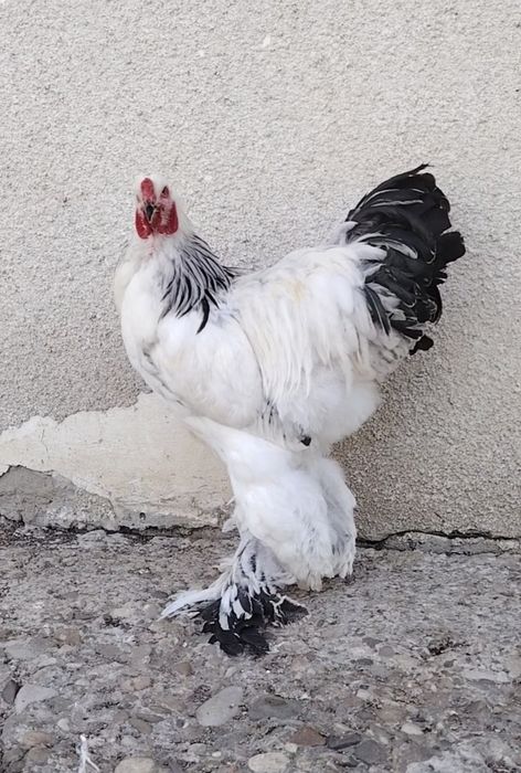 Cocoși rasa brahma din 2026