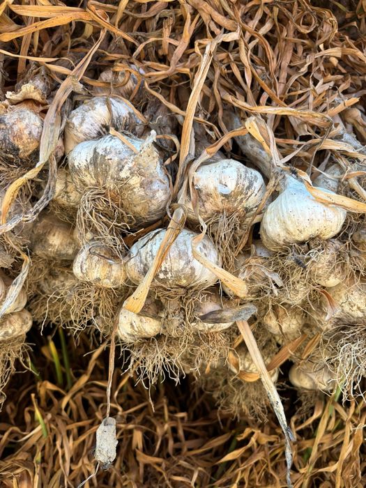 Usturoi romanesc de vanzare