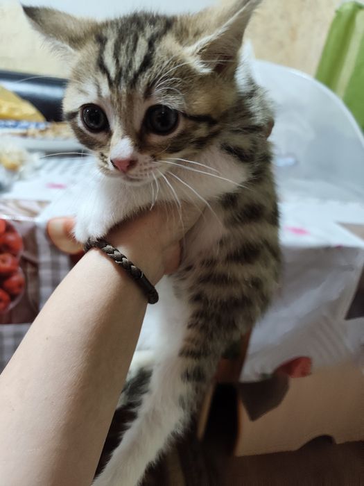 Отдам котенка добрые руки