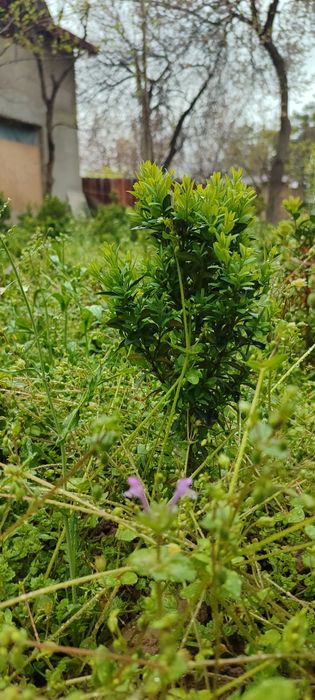 Shamshod kochat sotiladi