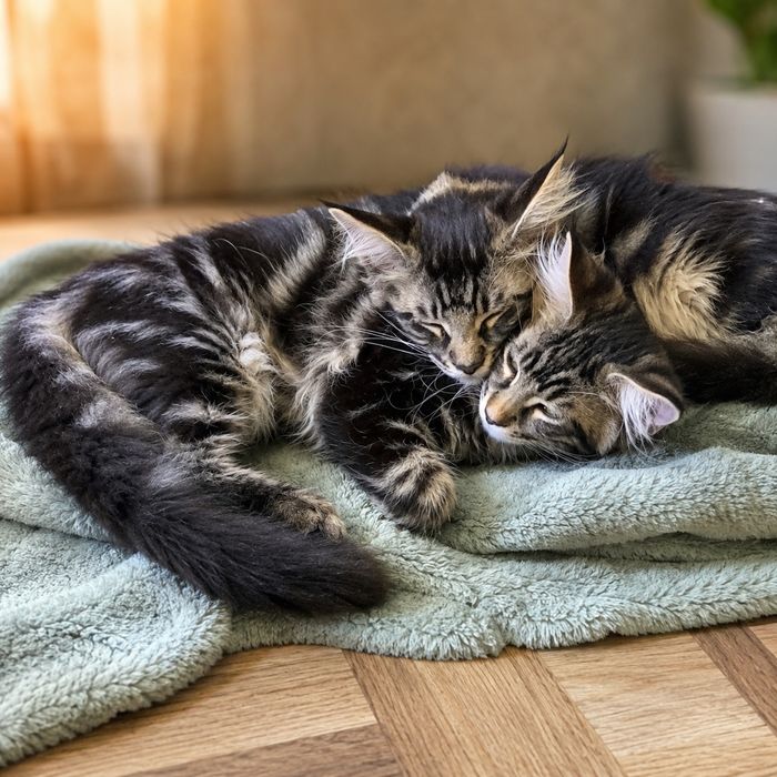 Мэйн кун котята продам