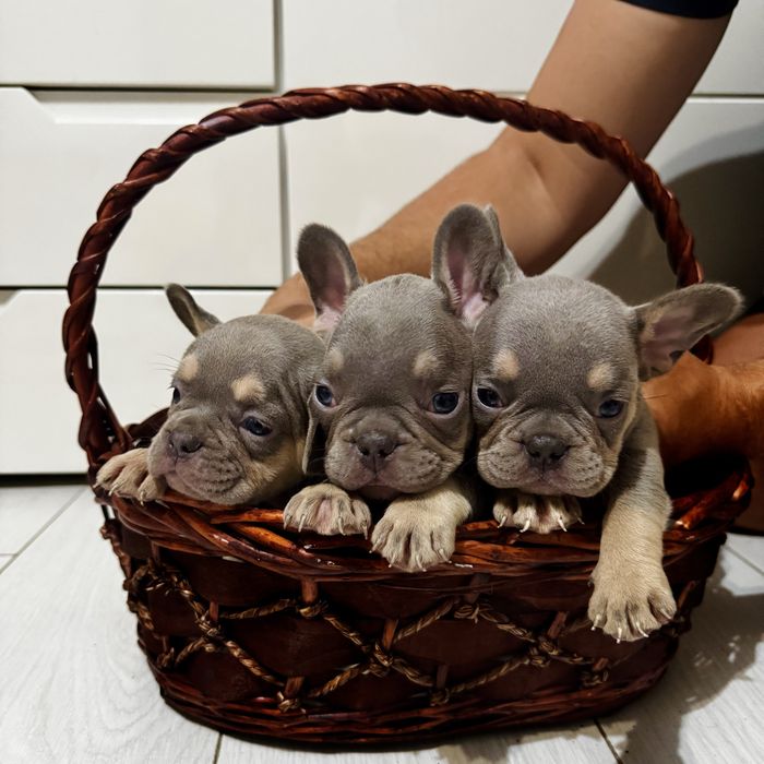 Френски булдог; Frenchies