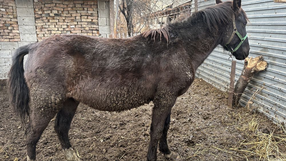 Лошадь полтарашк