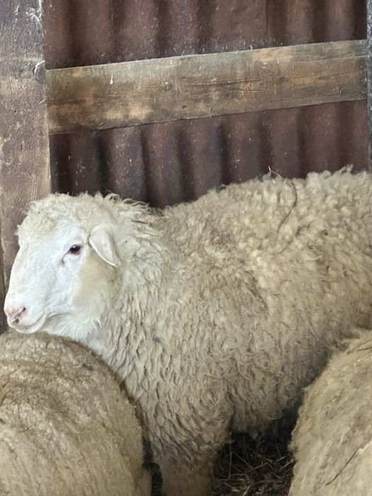 Продается барана