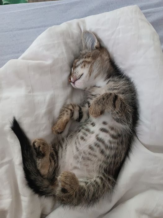 Котенок девочка бесплатно