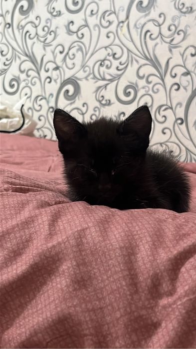 котенок девочка 1.5 месяца