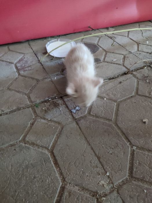 Отдам в добрые руки котёнок мальчик