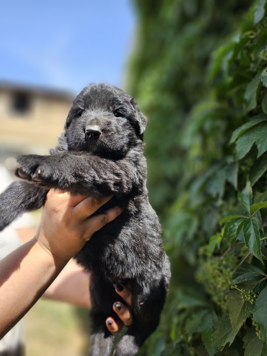 Немецкая овчарка