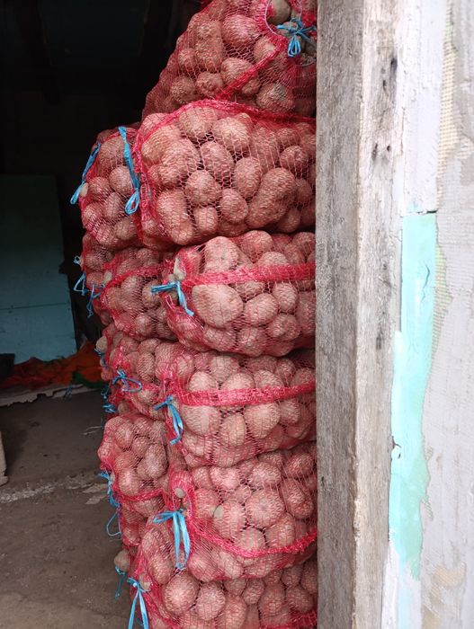 Vând cartofi consum și sămânță Carera, Bellarosa