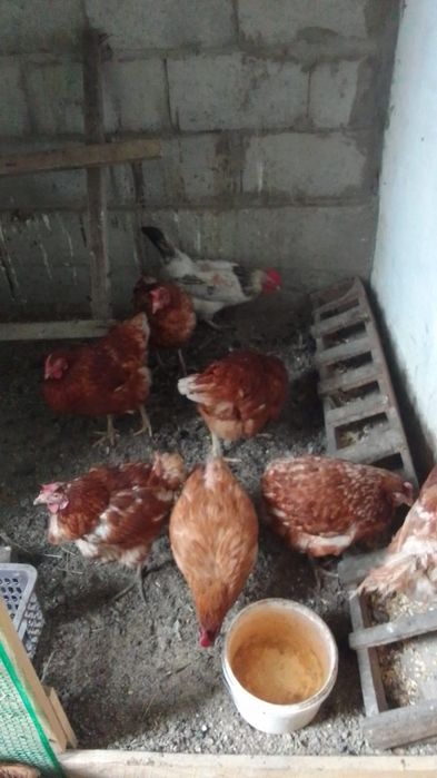 Продам курей несутся нормально