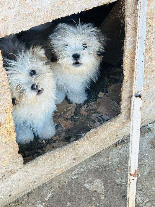 Bichon Havanez spre adoptie
