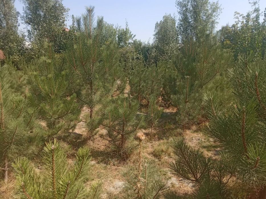 Кремский сасна оптом