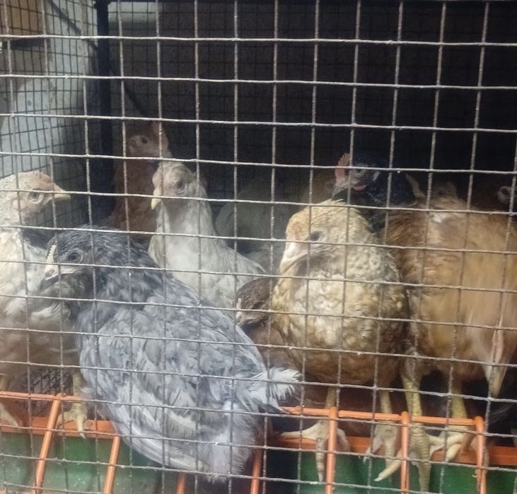 Продам домашних кур молодок, куры домашние