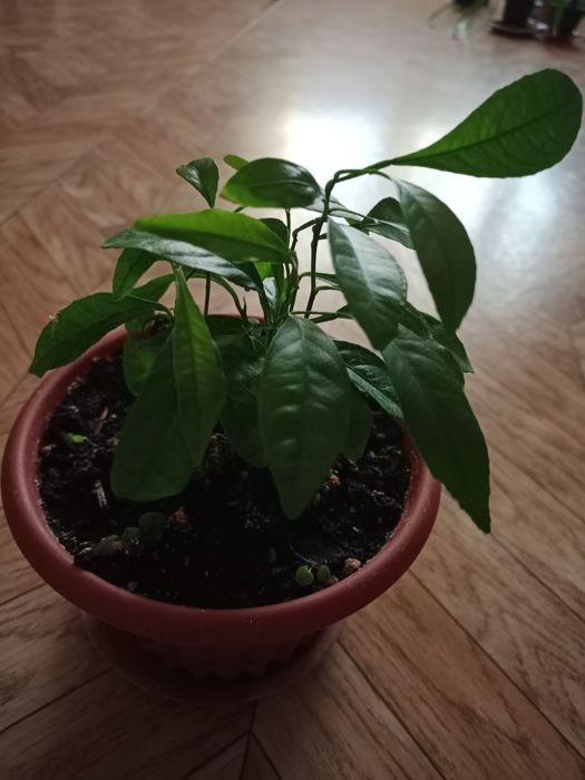 Мандариновое дерево продам .