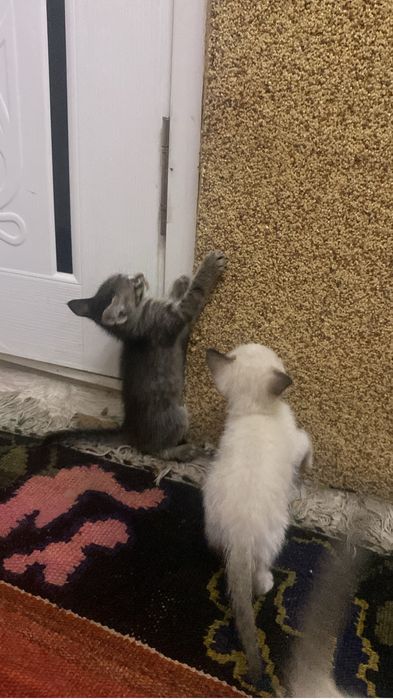 Черный котик срочно ищет дом( девочка)