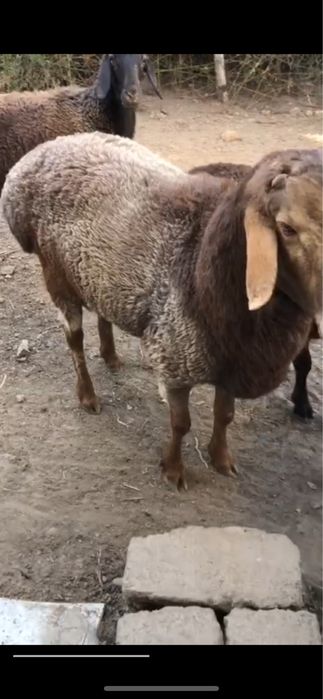 Қўй ва қўчқор 4 та сотилади зўр боқилган ўзимиз учун