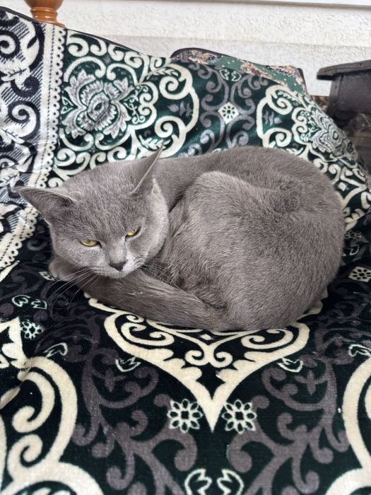 Mushuk sotiladi yuvosh aqilli