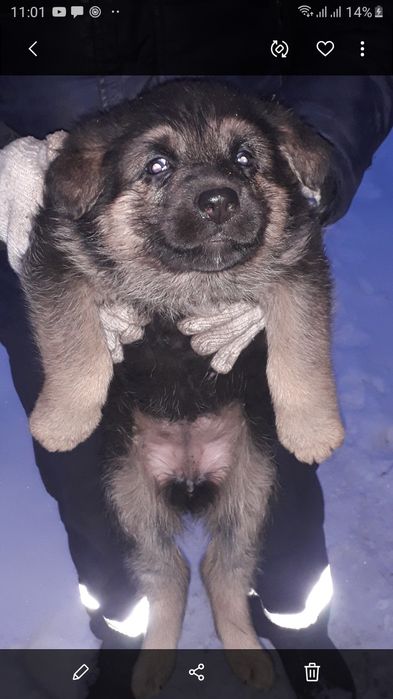 Продам щенят девочек немецкой овчарки