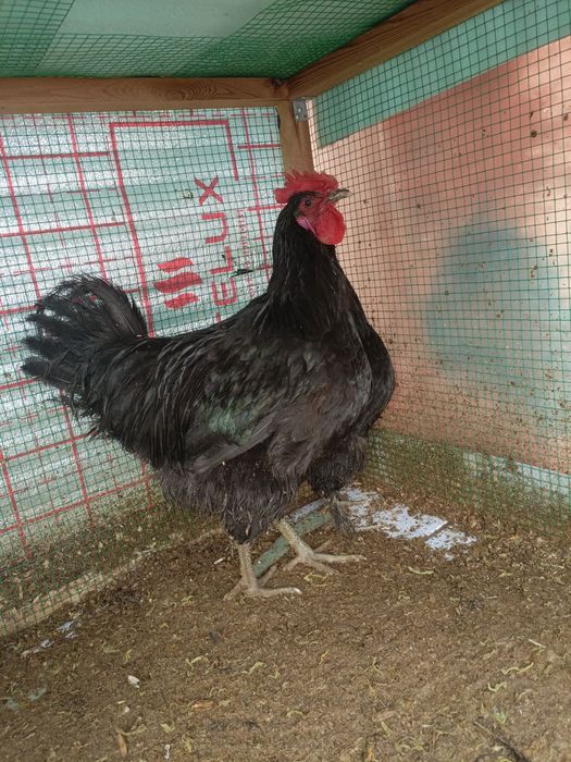 Жерс гигант.     .