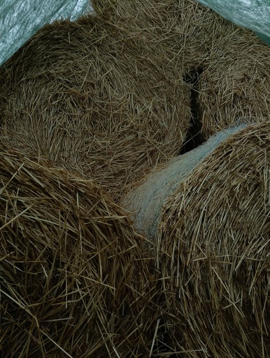 Baloti de paie tinuti la adapost 120.120