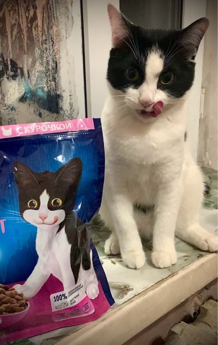 Отдаю кота в добрые руки