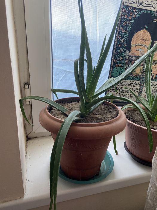 Продаю алоэ.Алое-вера