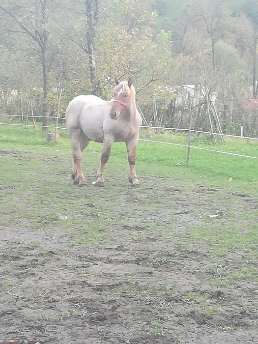 Mânz de vanzare Localitatea Zagra jud Bistrița Năsăud